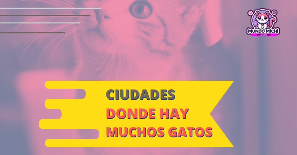 ciudades donde hay muchos gatos