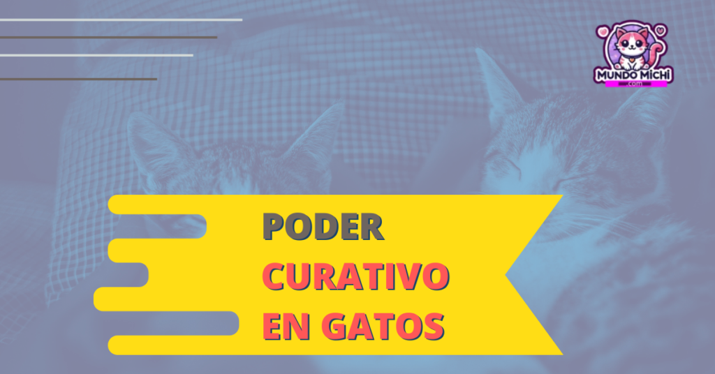 poder curativo en los gatos