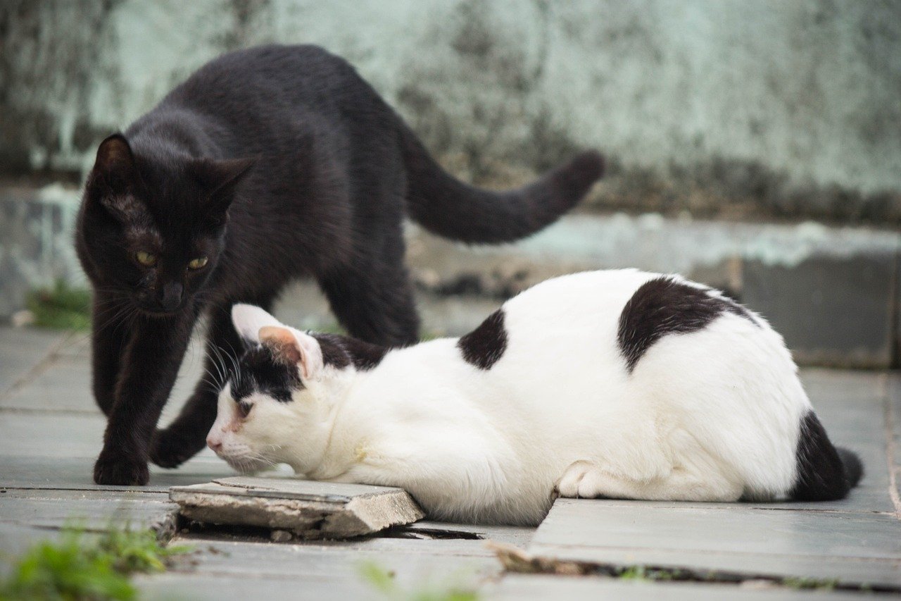 aprender a que gato use el arenero 