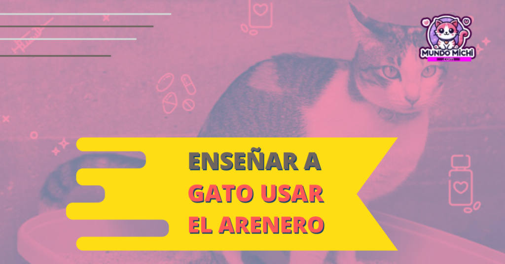 Enseñar a gato usar el arenero