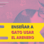 Enseñar a gato usar el arenero