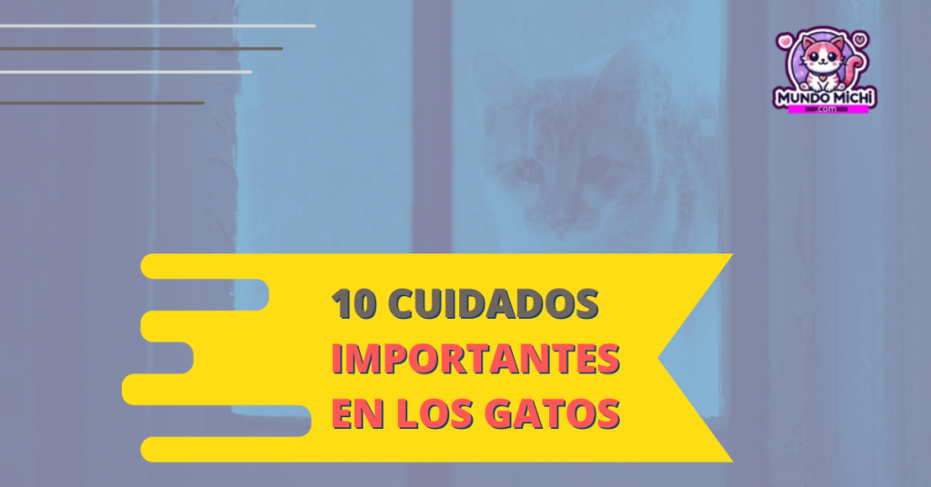 10 cuidados importantes en los gatos