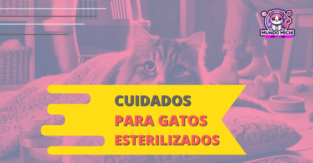 cuidados para gatos esterilizados