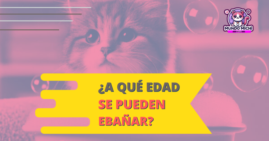 a qué edad se pueden bañar los gatos