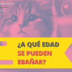 a qué edad se pueden bañar los gatos