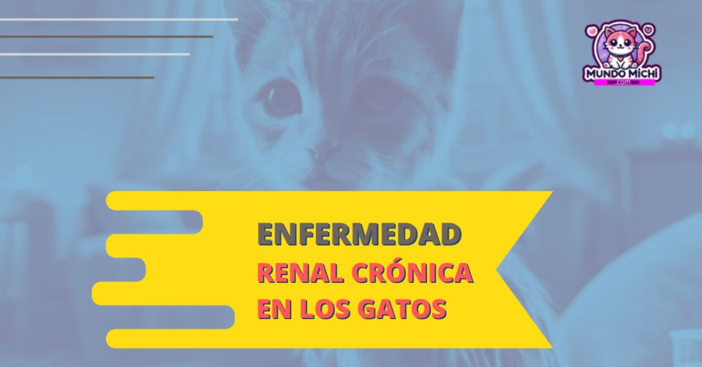 enfermedad renal cronica en gatos