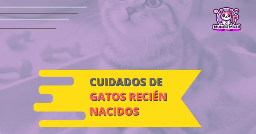 cuidados de gatos recien nacidos