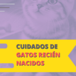 cuidados de gatos recien nacidos