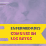 enfermedades comunes en los gatos