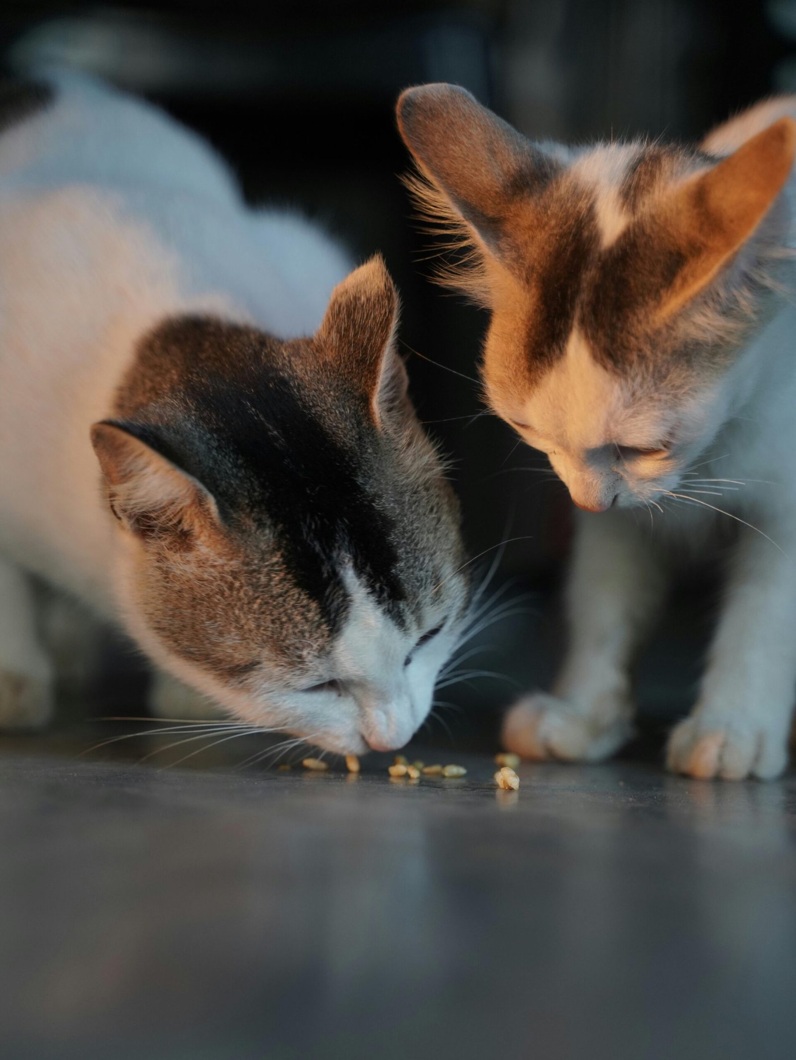 alimentacion para los gatos