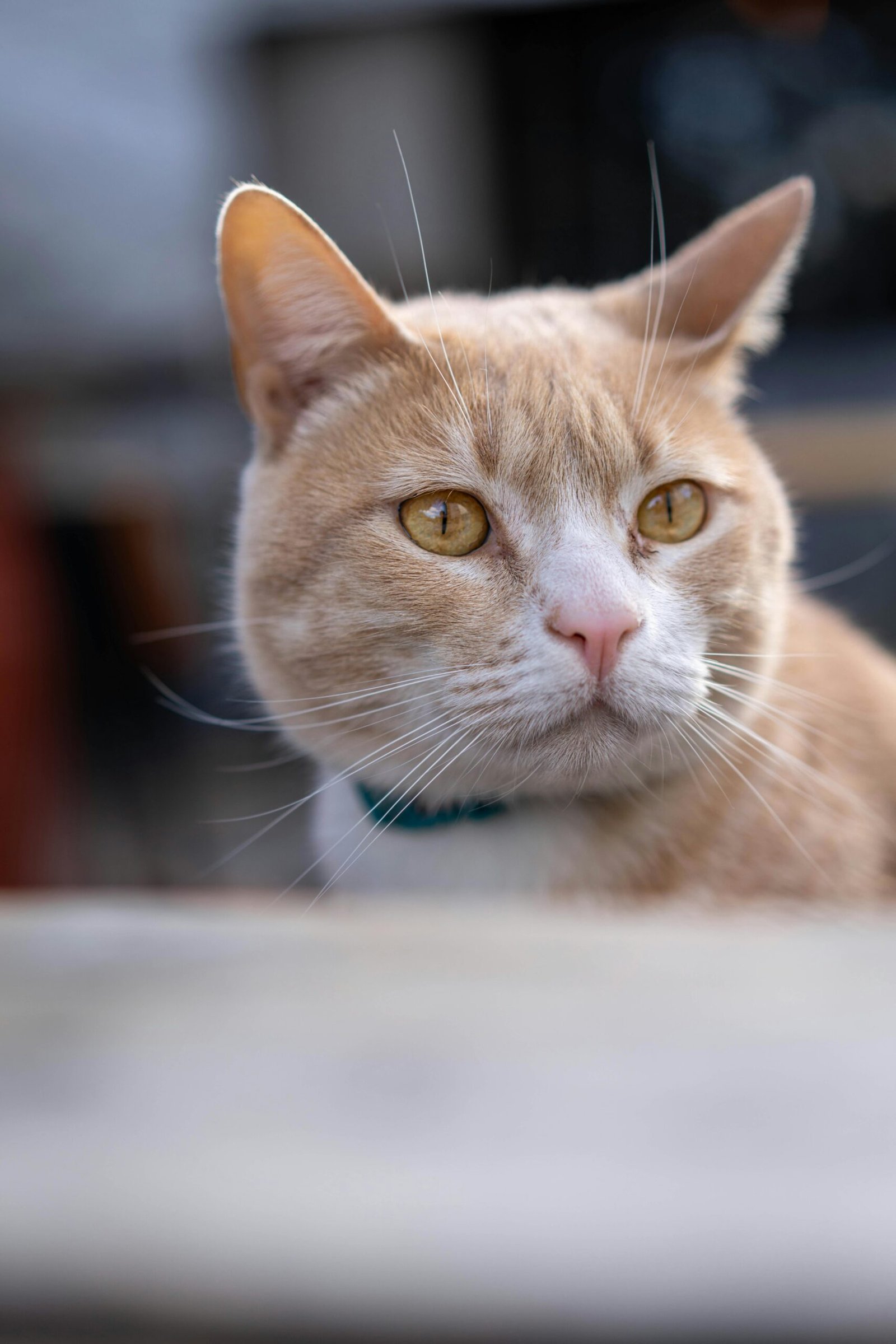 comidas para gatitos viejitos 