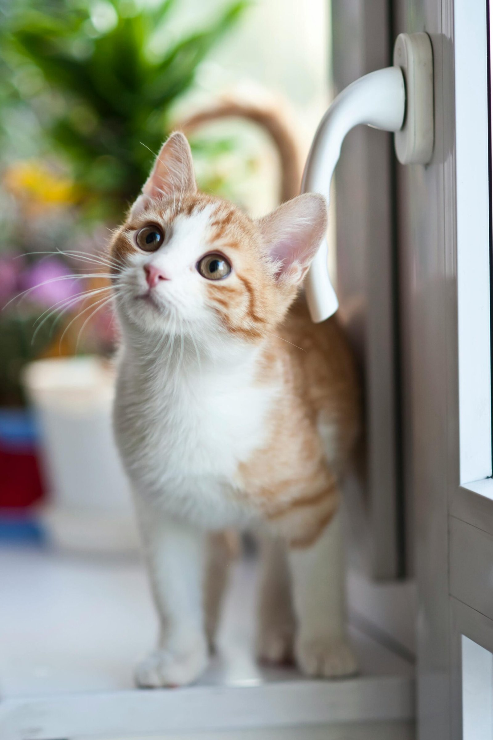 alimentos y comidas para gatos adultos 