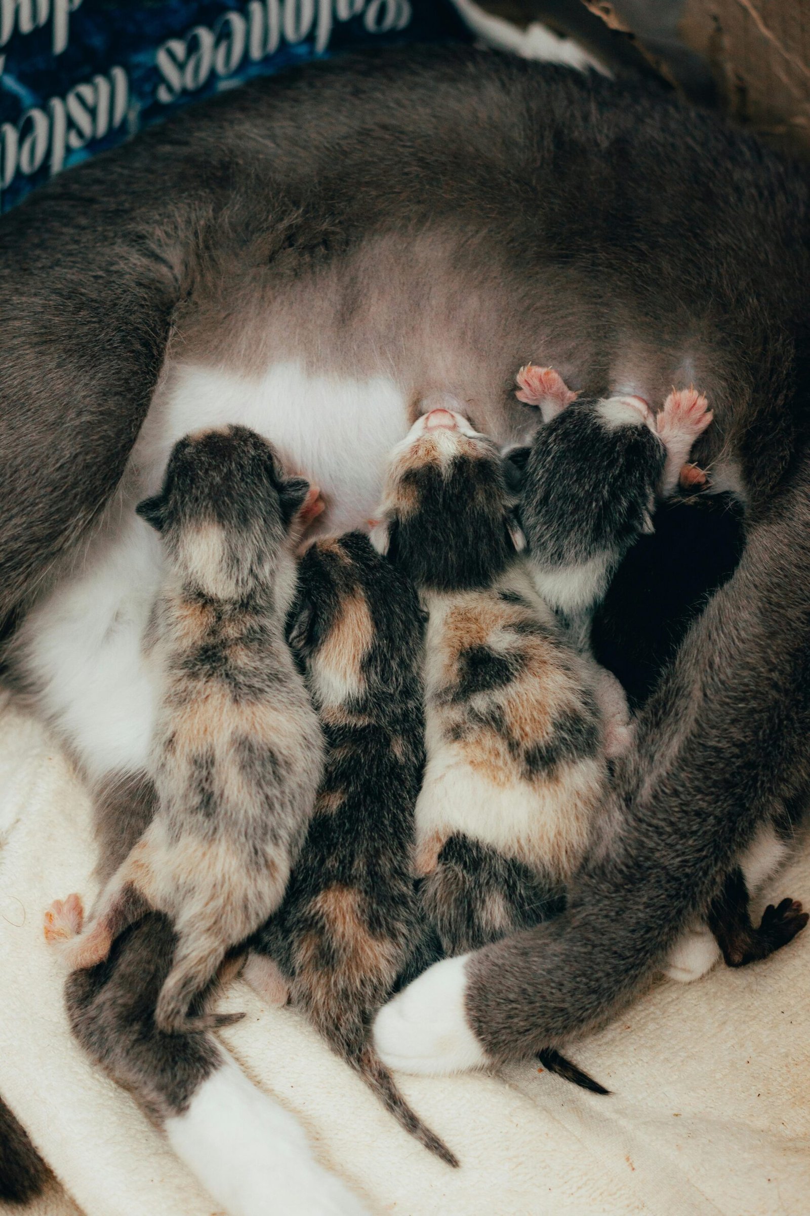 alimentación para gatos bebes