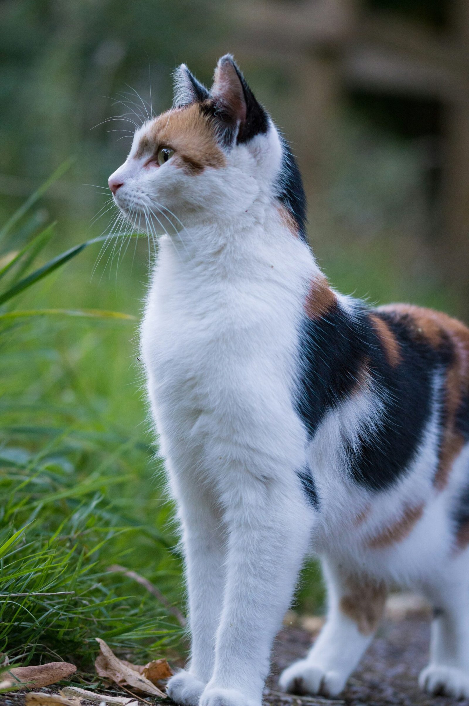 el comportamiento de los gatos 