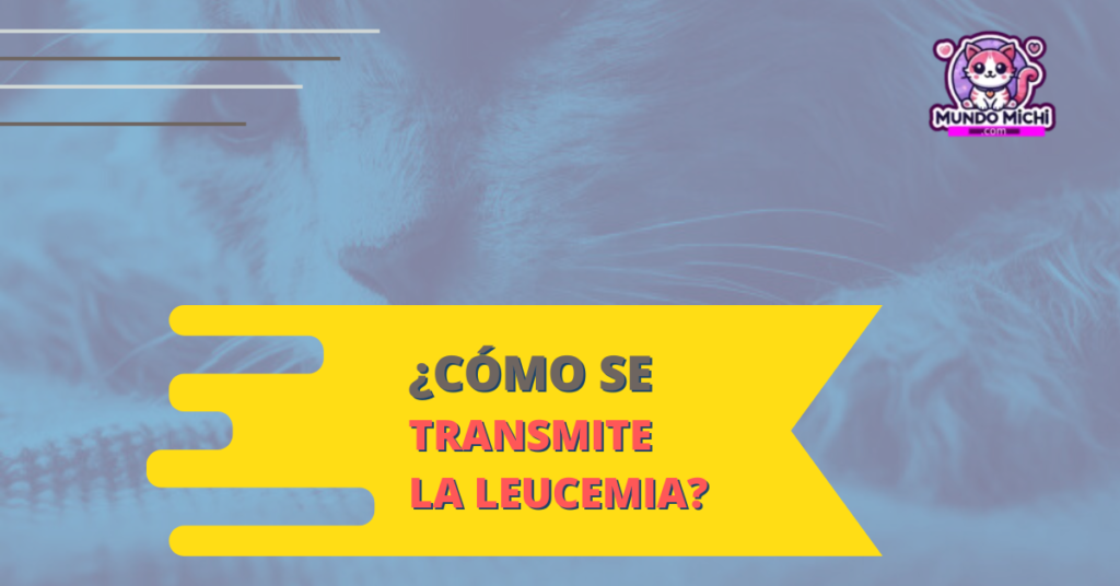 como se transmite la leucemia en los gatos