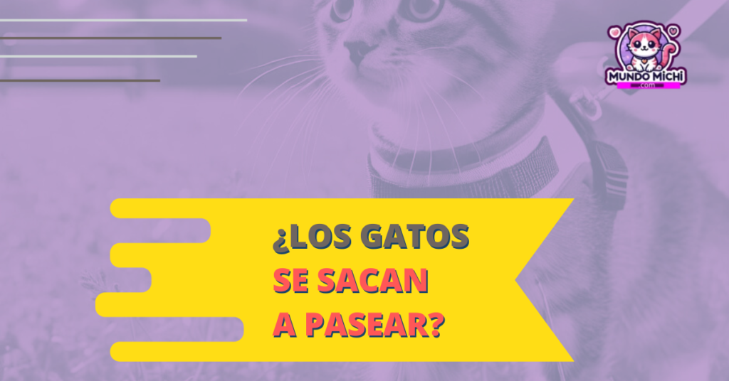 los gatos se deben de sacar a pasear