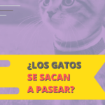 los gatos se deben de sacar a pasear